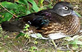 Wood Duck