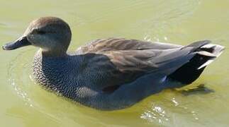 Gadwall