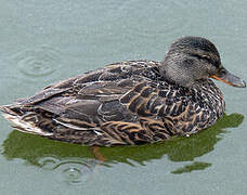 Canard chipeau