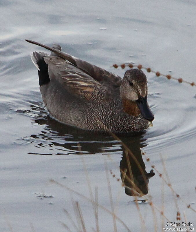 Canard chipeau mâle adulte