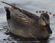 Canard chipeau