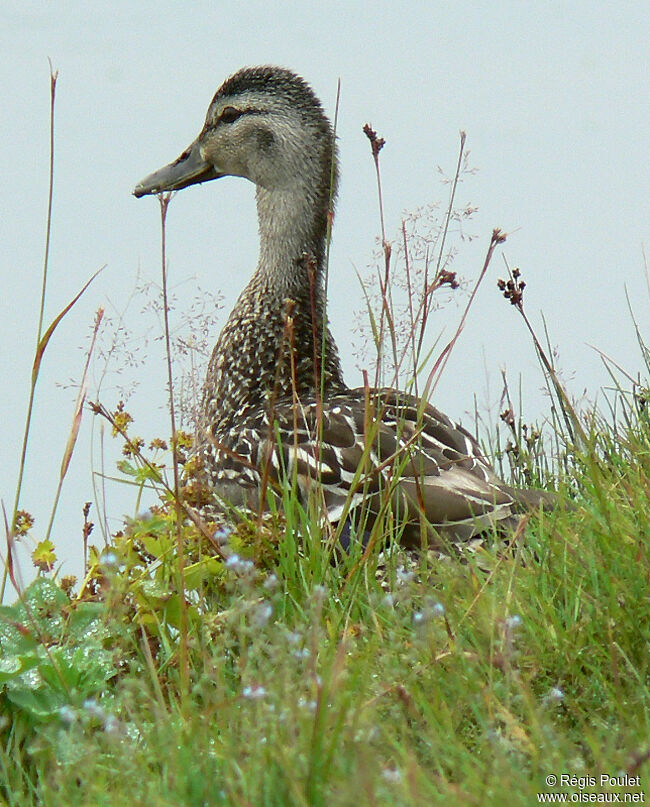 Canard chipeaujuvénile, identification