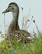 Canard chipeau