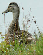 Gadwall