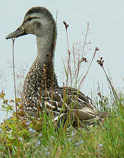 Canard chipeau