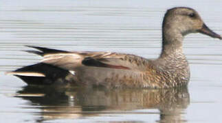 Gadwall