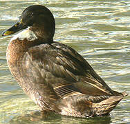 Canard colvert