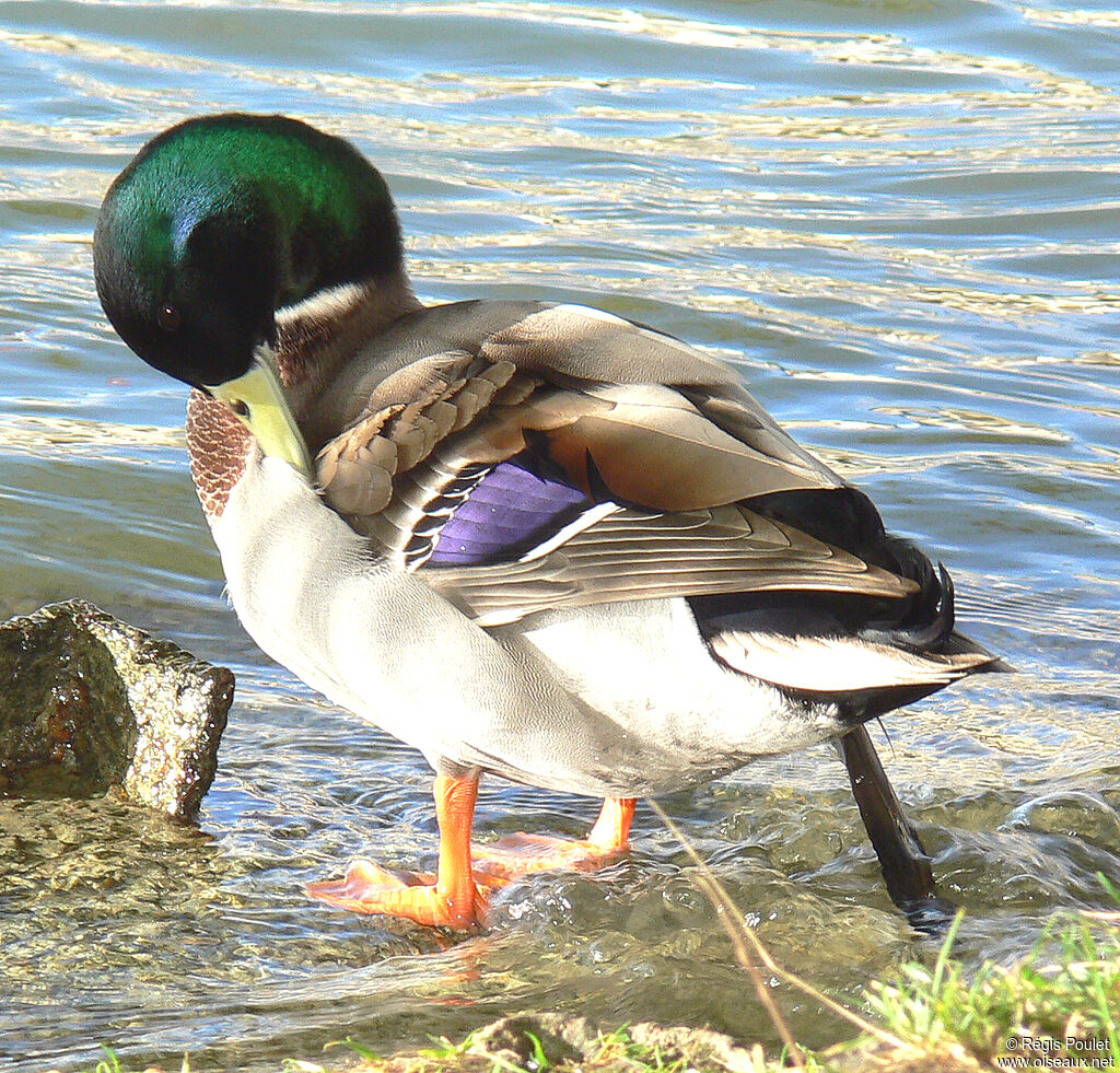 Mallard male adult