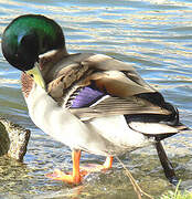 Canard colvert