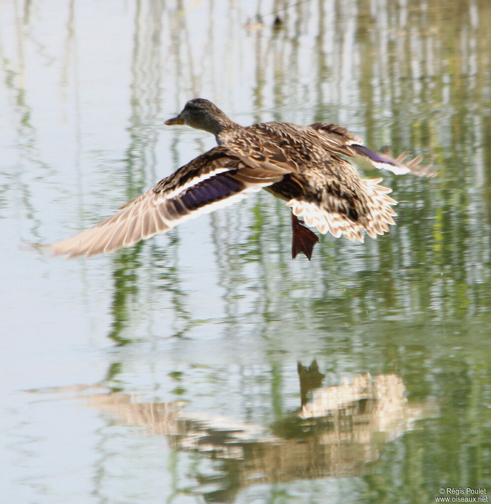 Canard colvert femelle adulte, Vol