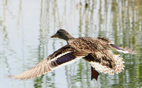 Canard colvert