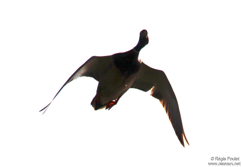 Mallard male adult, Flight