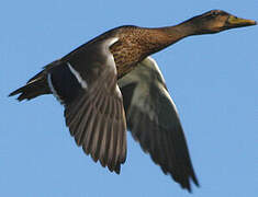 Canard colvert