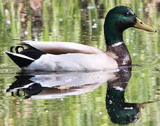 Canard colvert