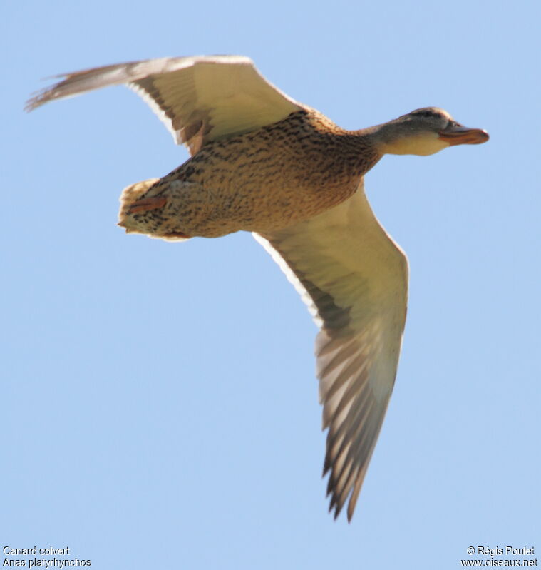 Mallard female adult, Flight