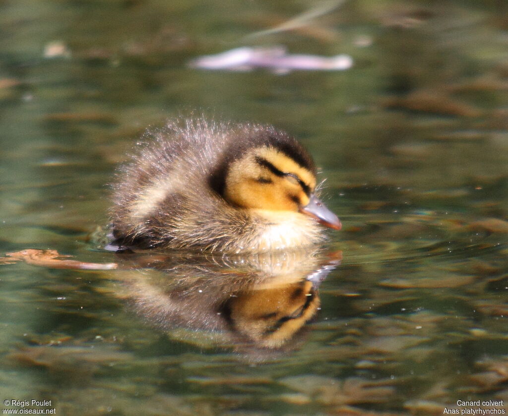 Mallardjuvenile