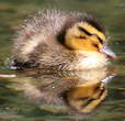 Canard colvert