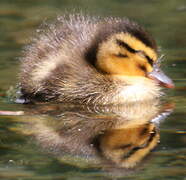 Canard colvert