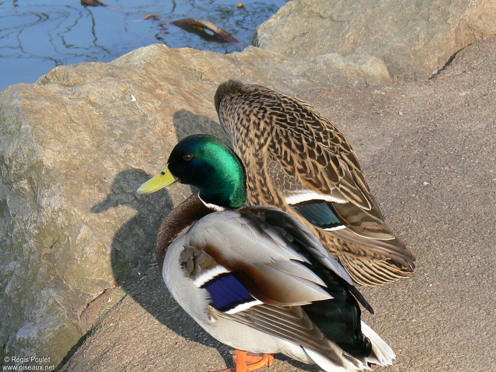 Canard colvert adulte