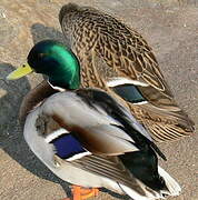 Mallard