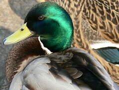 Mallard