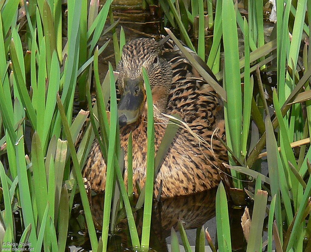 Mallard female adult