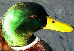 Canard colvert