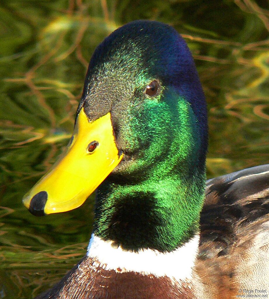 Canard colvert mâle adulte