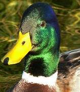 Mallard