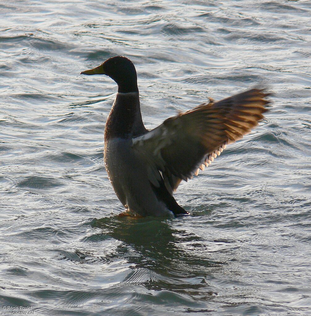 Mallard male adult