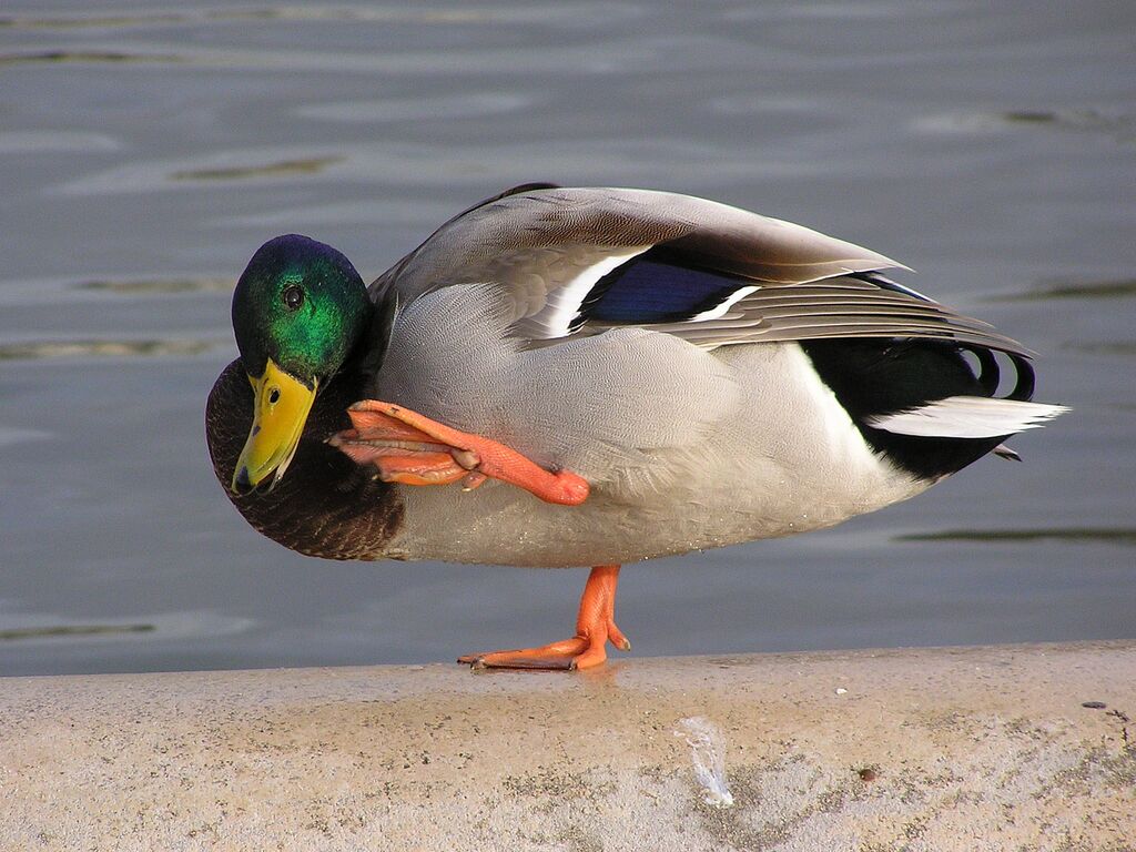 Canard colvert mâle adulte