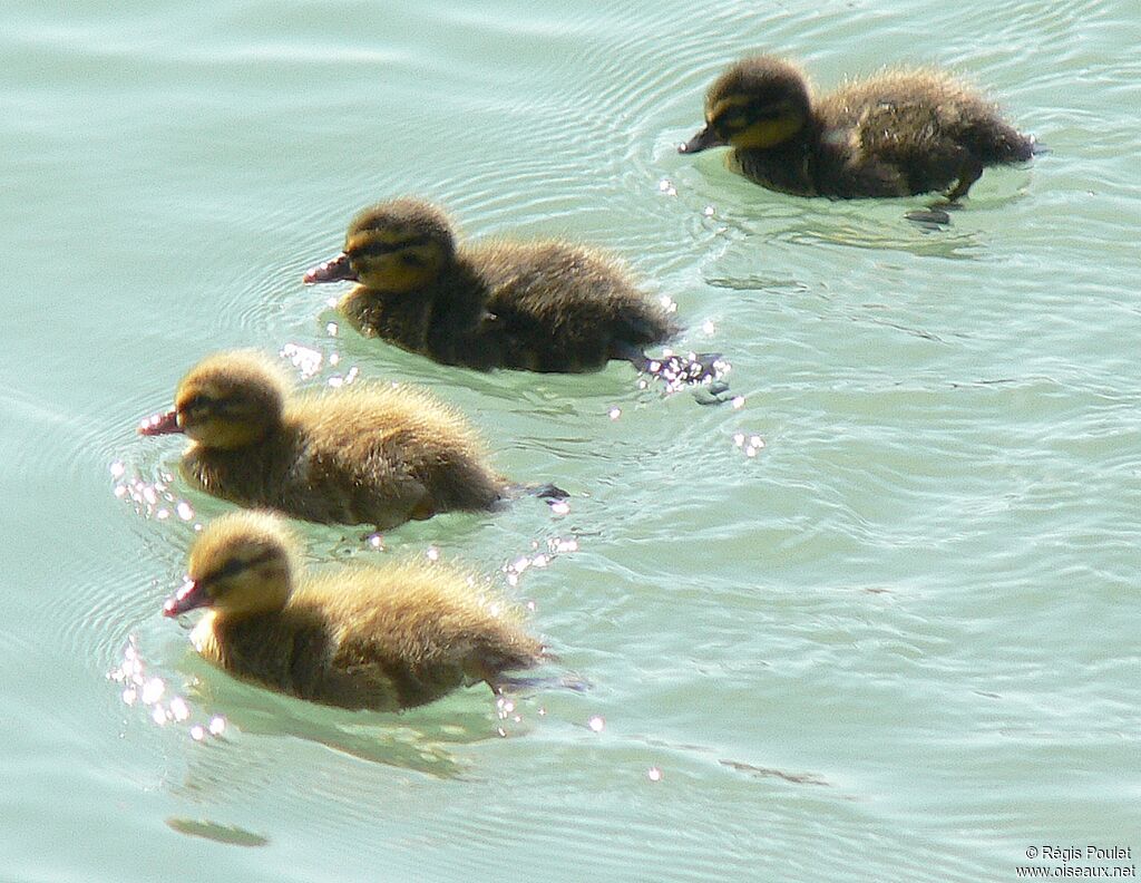 Canard colvert