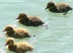 Canard colvert