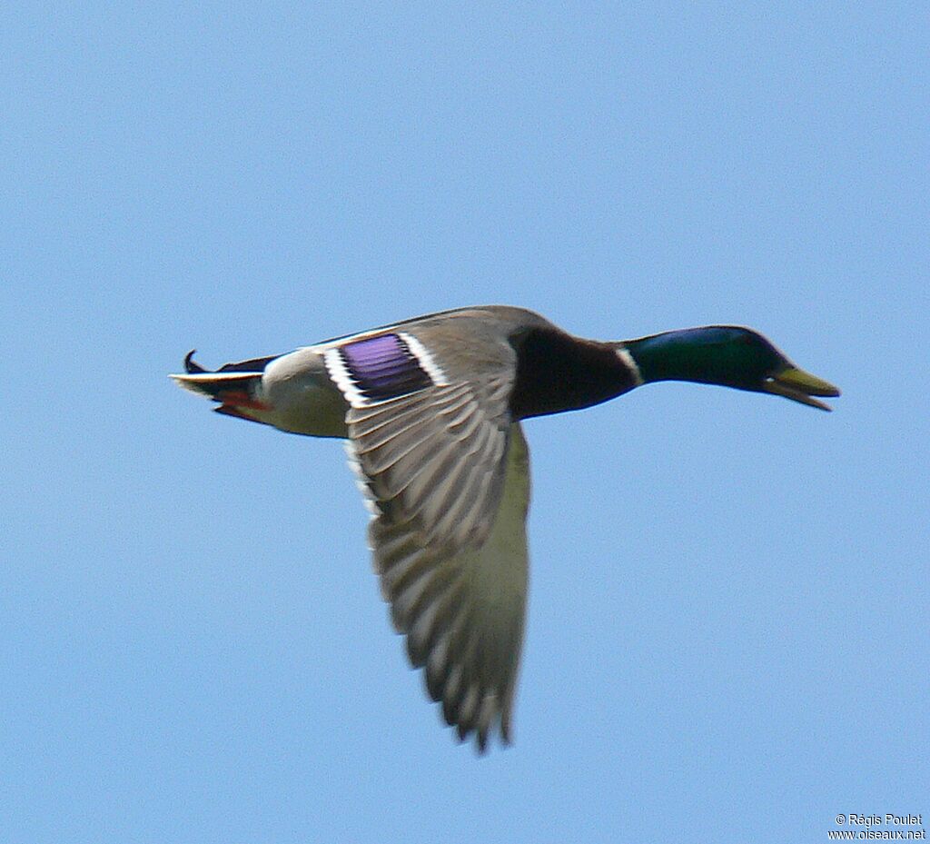 Canard colvert mâle adulte