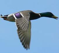 Mallard