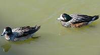 Canard de Chiloé