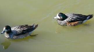 Chiloe Wigeon