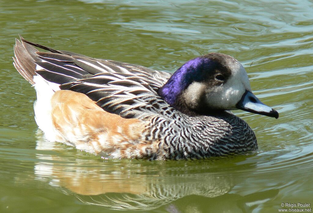 Chiloe Wigeon male adult