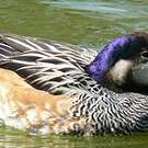 Canard de Chiloé