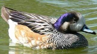 Chiloe Wigeon