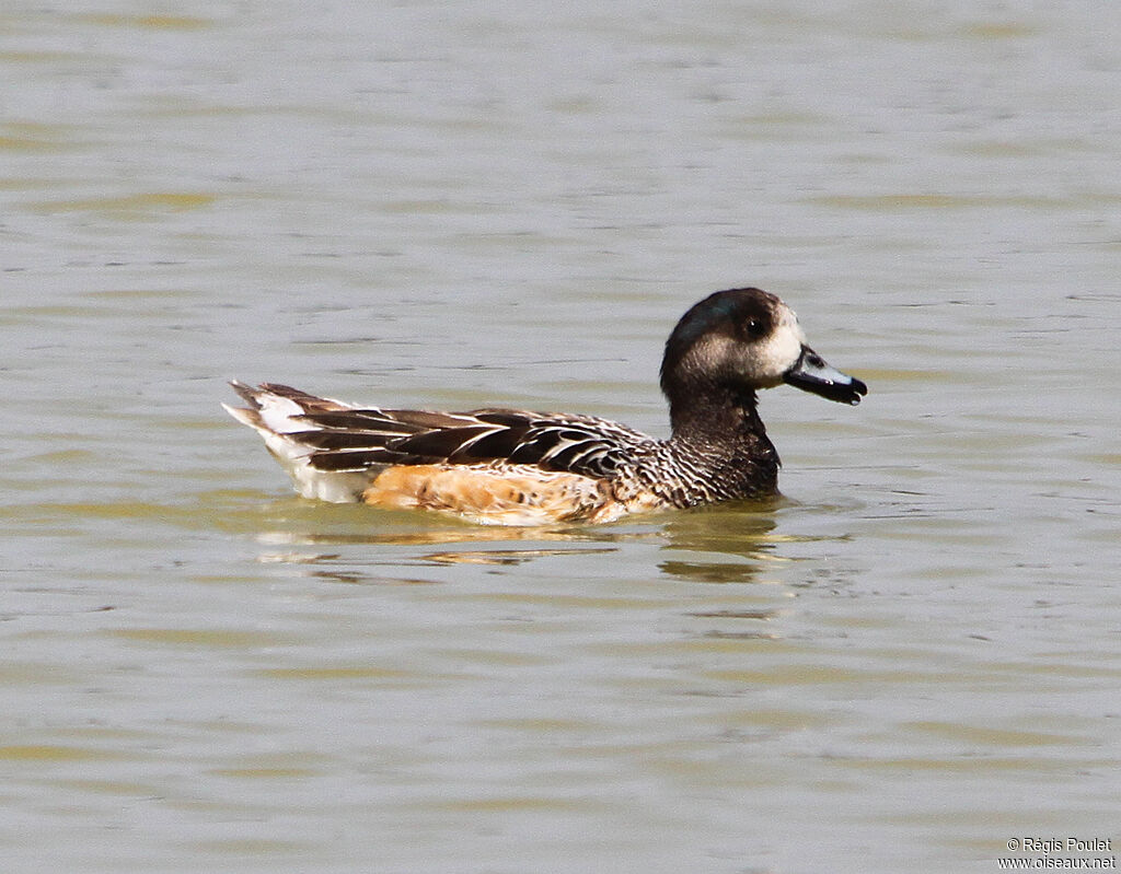 Chiloe Wigeon male adult, identification