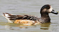 Canard de Chiloé