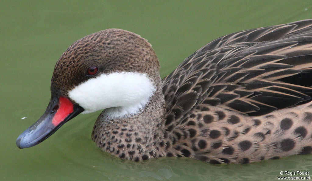 White-cheeked Pintail, identification