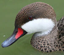 White-cheeked Pintail