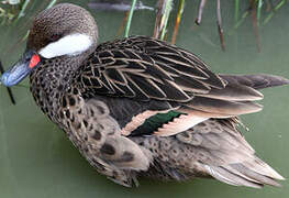 White-cheeked Pintail