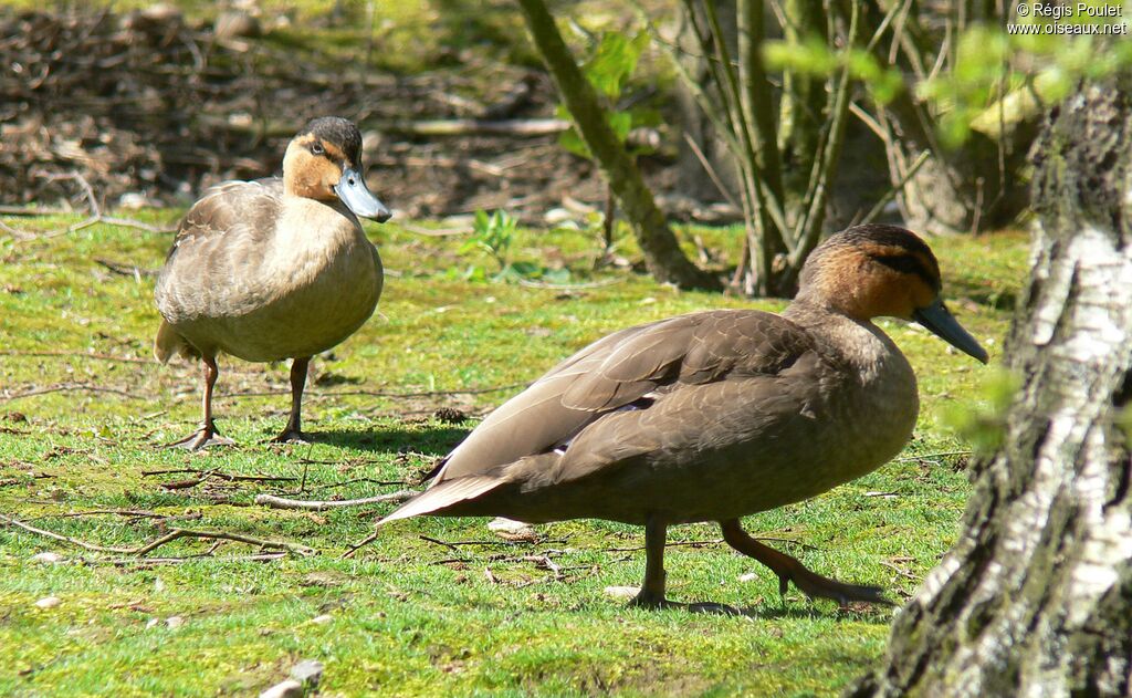 Philippine Duck