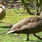 Canard des Philippines