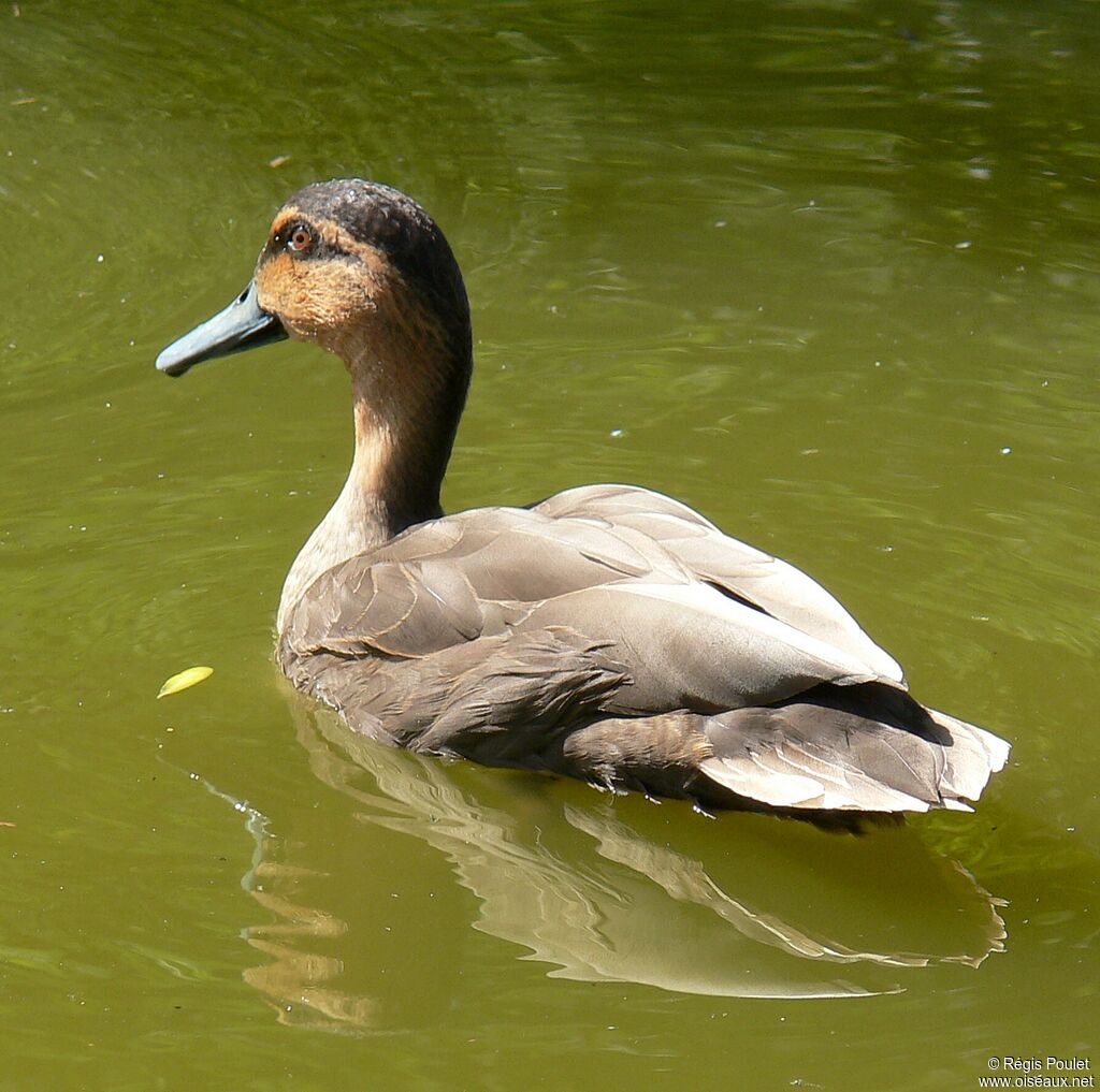 Philippine Duck