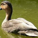 Canard des Philippines