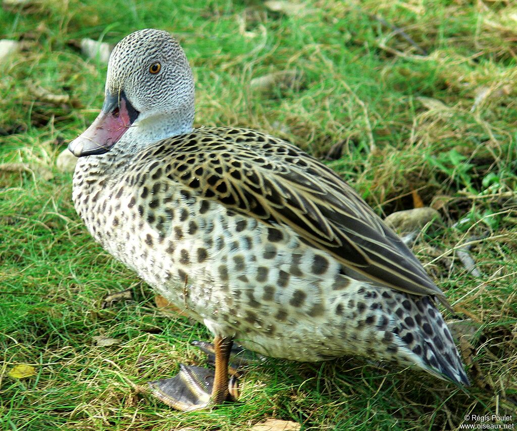 Canard du Cap mâle adulte